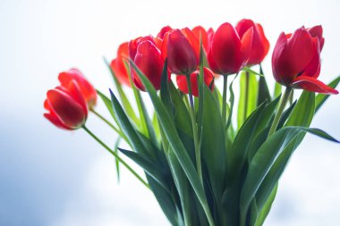 kırmızı lale buketi