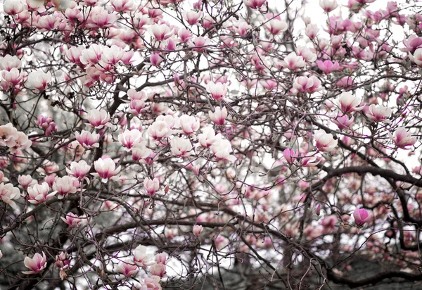 Garten Mit Blühenden Magnolien — Stockfoto