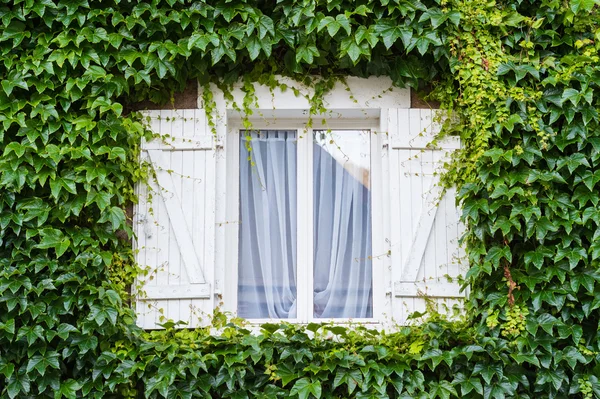 Okno s plíživé břečťan stromu — Stock fotografie