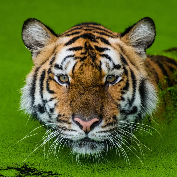 Tiger i vattnet — Stockfoto