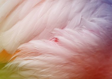 Flamingo tüyler arka plan