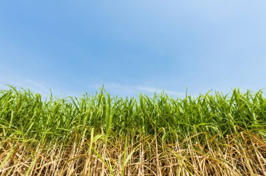 Şeker kamışı ile gök