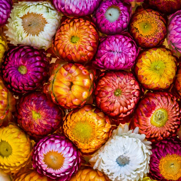 Boeket van droog stro bloem of eeuwige (Helichrysum bracteat — Stockfoto