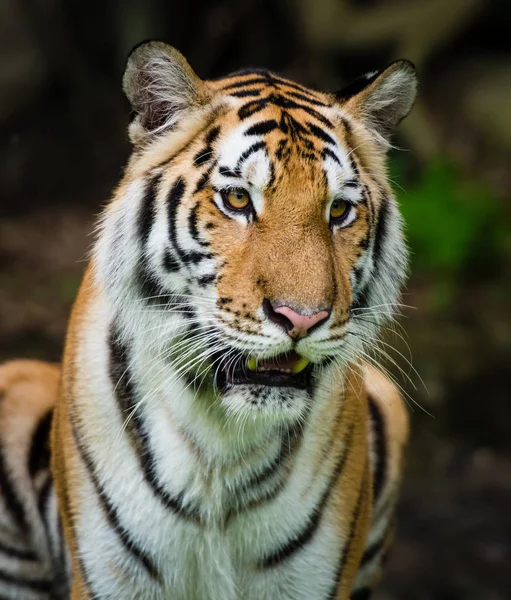 Bengal kaplanı vahşi