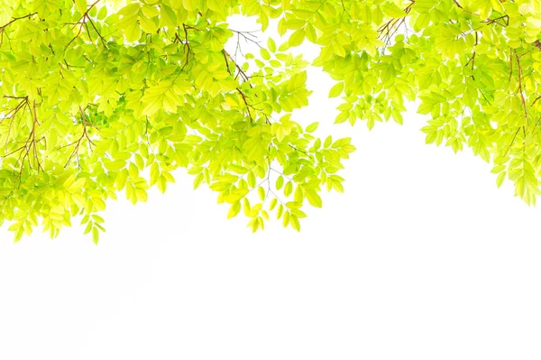 beyaz arkaplanda yeşil yapraklar