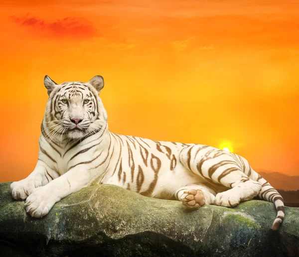 Vit tiger med sunset bakgrund — Stockfoto