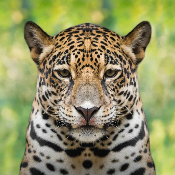 Cara de jaguar de cerca — Foto de Stock