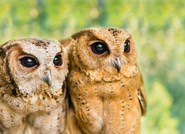 a couple of eagle Owls