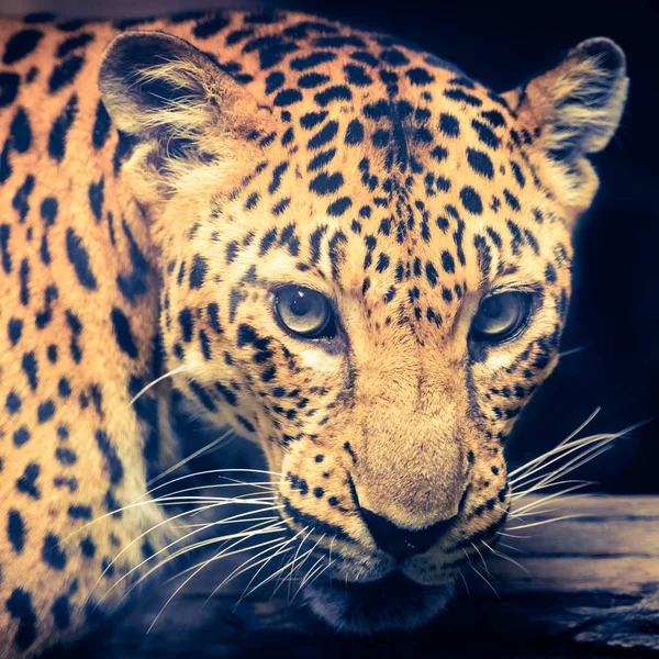 Jaguar - эффект ретро-винтажного фильтра — стоковое фото