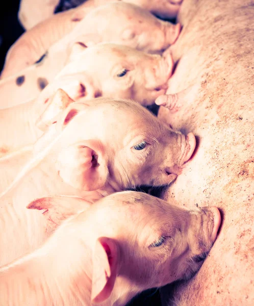 子豚 - レトロなビンテージ フィルター効果 — ストック写真