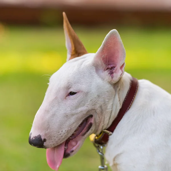 Bullterrier yeşil sahada — Stok fotoğraf