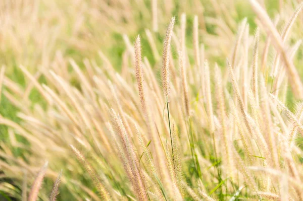 Blüht Gras am Morgen mit Sonnenlicht — Stockfoto