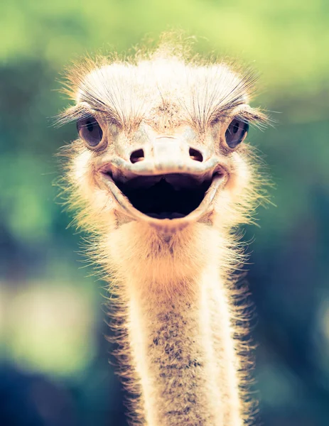 Fecho da cabeça de avestruz - efeito de filtro vintage retro — Fotografia de Stock