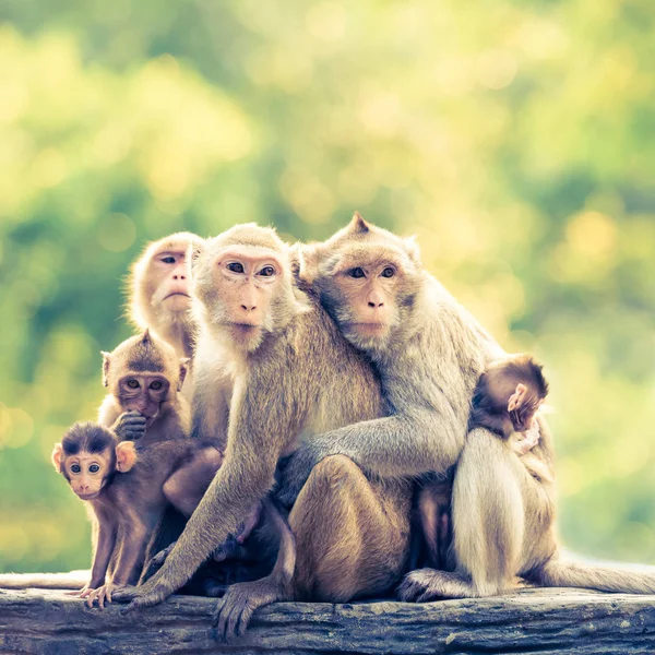 Monkey family - retro vintage filter effect — Stock Photo, Image