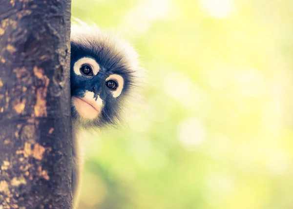 Dusky leaf monkey - retro vintage filter effect — Stock Photo, Image