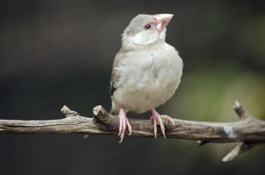 Java serçesi yakın çekim