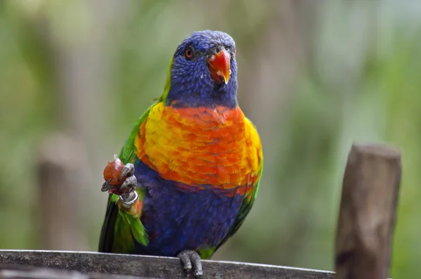 Lori arco iris de cerca — Foto de Stock