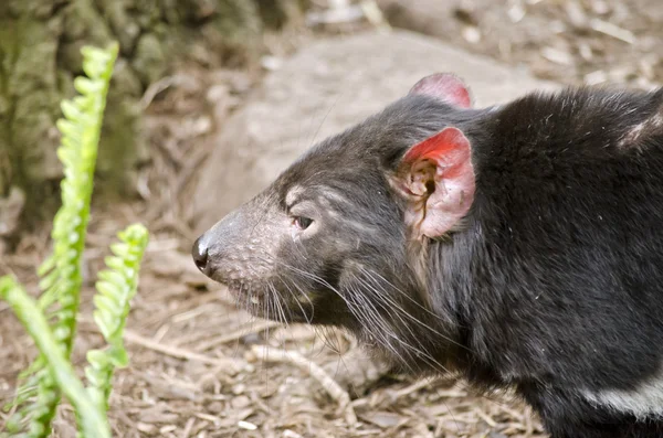 Tasmania diablo de cerca — Foto de Stock