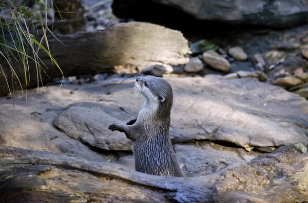 Pequena lontra oriental — Fotografia de Stock