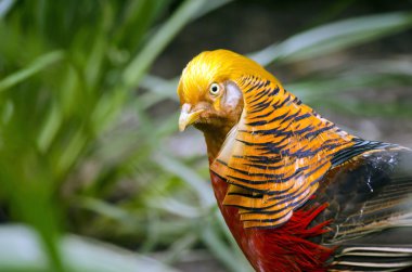 Golden pheasant yakın çekim