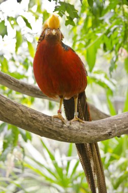 Altın sülün dalı