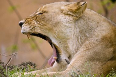 dişi aslan açık ağız