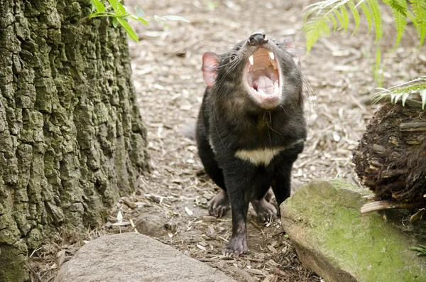 Tasmanska djävulen munnen öppen — Stockfoto