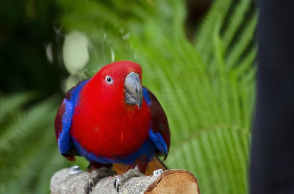 Red electus parrot — Stok fotoğraf