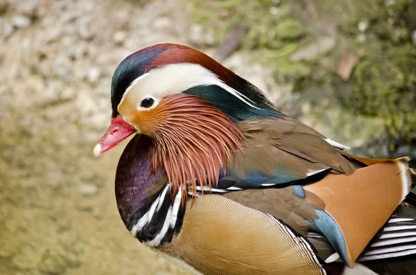 Peking duck close up
