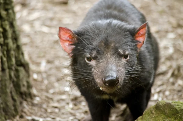 Tasmania diablo de cerca — Foto de Stock