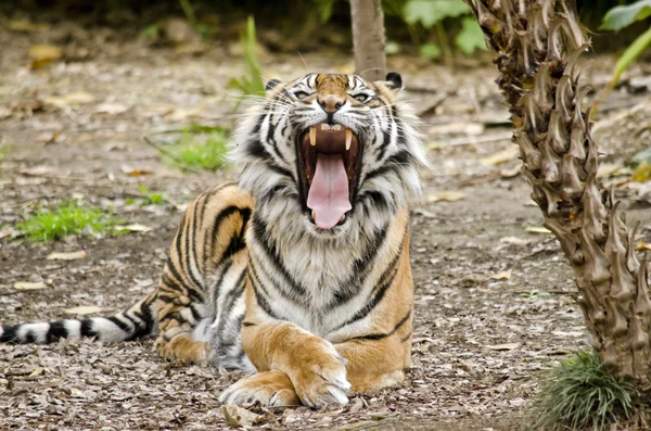 Tiger öppna munnen — Stockfoto