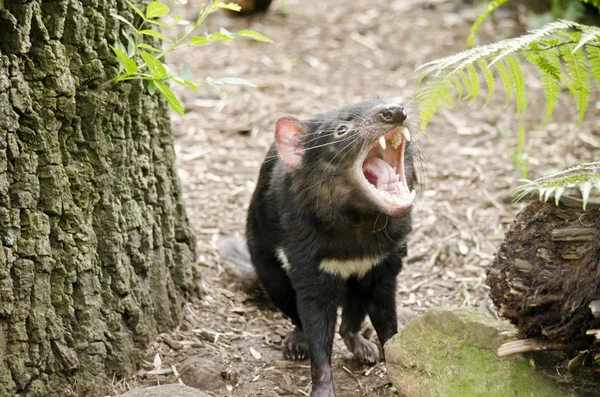 Tasmania Diavolo bocca aperta — Foto Stock