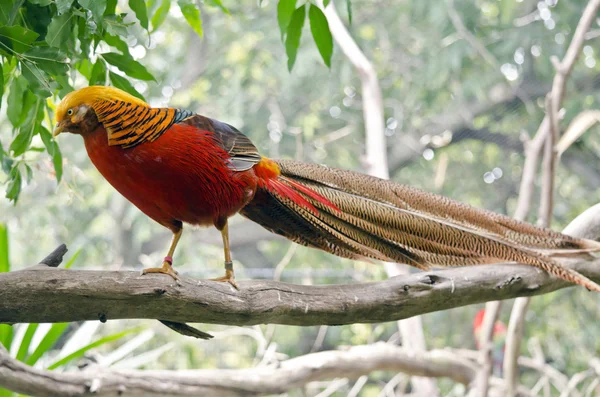 Golden pheasant walking — Stock Photo, Image