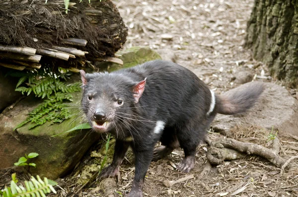 Tasmania Diavolo bocca aperta — Foto Stock