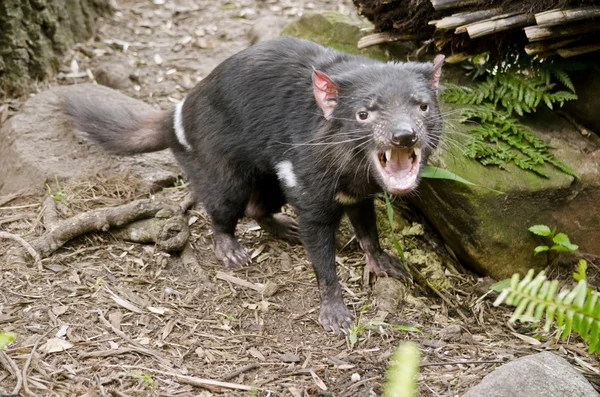 Tasmanie Diable bouche ouverte — Photo