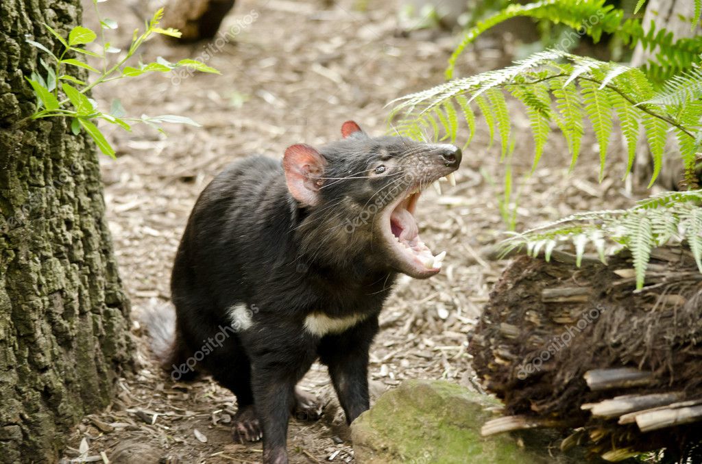 Tasmanian Devil mouth open Stock Photo by ©ozflash 125680494