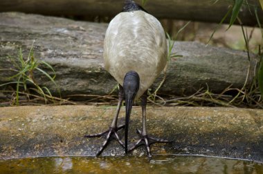 white ibis drinking clipart