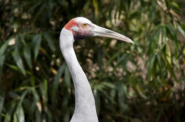 Zijaanzicht van een brolga — Stockfoto