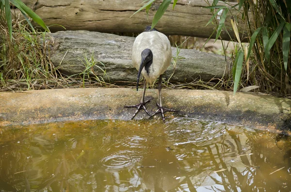 Witte ibis drinken — Stockfoto