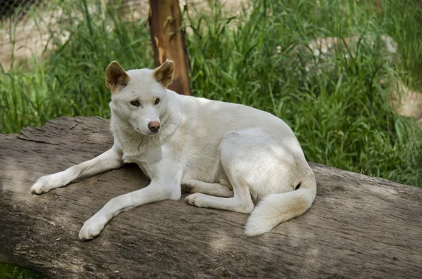 Beyaz dingo dinlenme — Stok fotoğraf