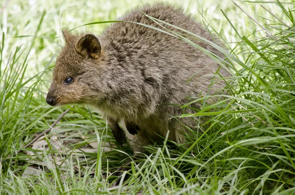 pademelon kapat