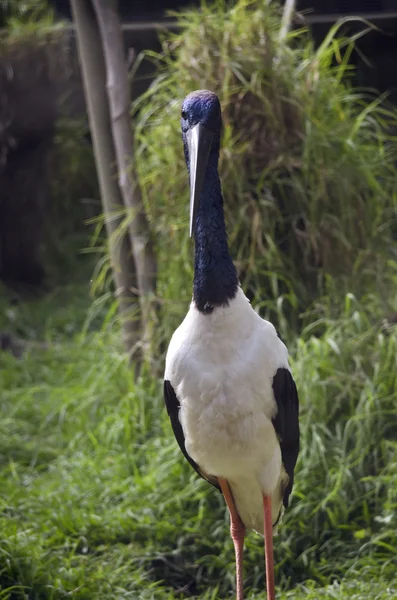 Cigüeña de cuello azul —  Fotos de Stock