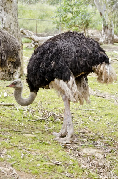 Ostrich in field — Stock Photo, Image