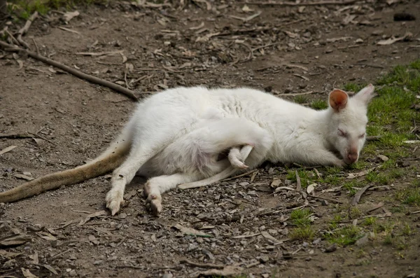 Albino bianco e joey — Foto Stock