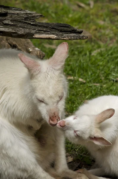 kangaroo and joey kissing