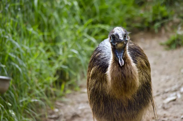 Νέοι cassowary, κοντινό πλάνο — Φωτογραφία Αρχείου