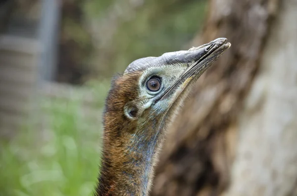 Young cassowary close up — Stock Photo, Image