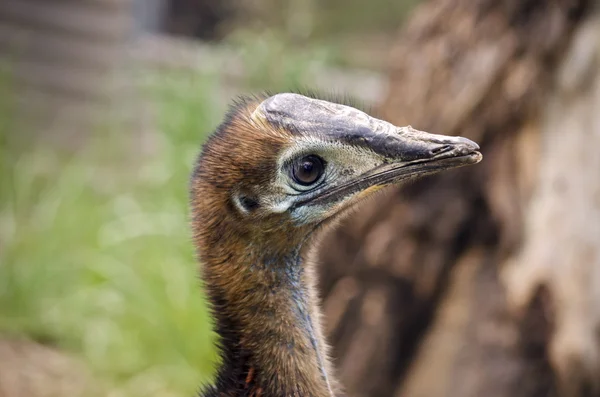 Cassowary młodych z bliska — Zdjęcie stockowe