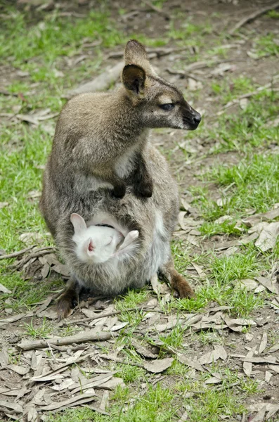 Wallaby e albino joey — Fotografia de Stock