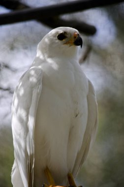 çakır kuşu yakın çekim